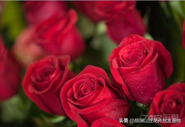花名:玫瑰花 别名:刺玫花,徘徊花,刺客,穿心玫瑰 花期:一个月左右
