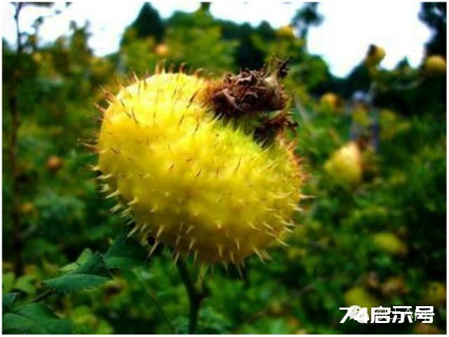 维C果王 | 维C含量是梨子苹果500倍，猕猴桃10倍