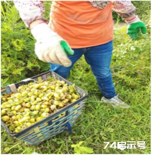 维C果王 | 维C含量是梨子苹果500倍，猕猴桃10倍