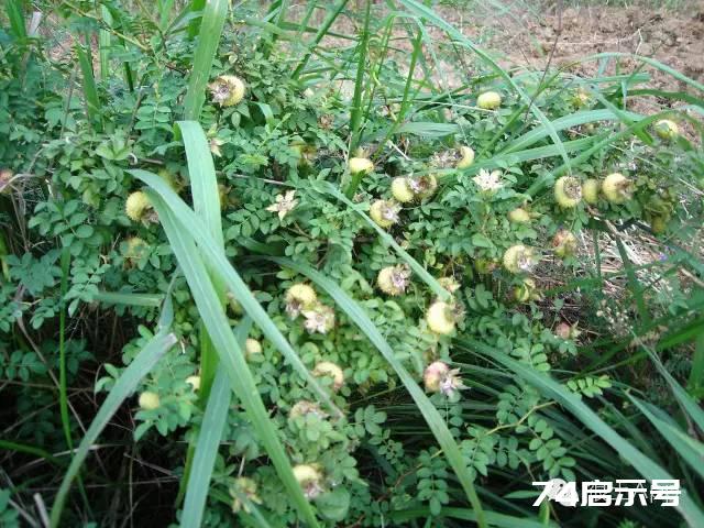 维C果王 | 维C含量是梨子苹果500倍，猕猴桃10倍