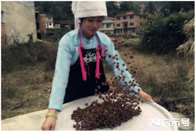 维C果王 | 维C含量是梨子苹果500倍，猕猴桃10倍