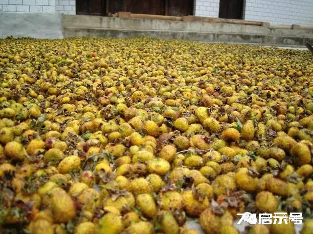 维C果王 | 维C含量是梨子苹果500倍，猕猴桃10倍