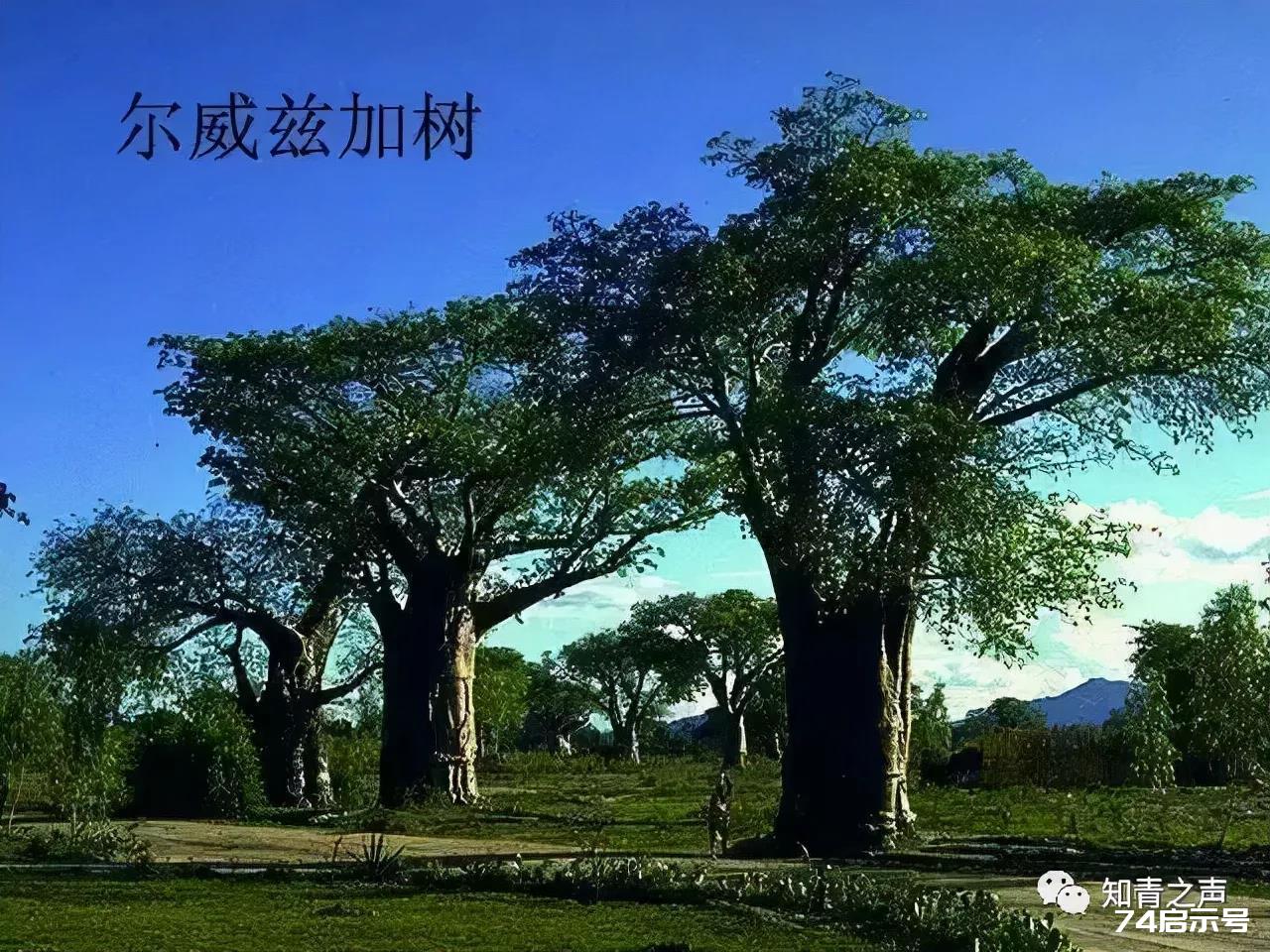 世界最甜、最咸、最毒、最亮、最贵的树，来一睹真容吧~