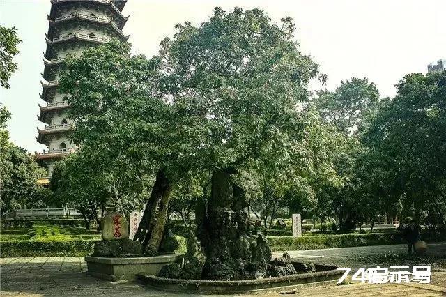 世界最甜、最咸、最毒、最亮、最贵的树，来一睹真容吧~