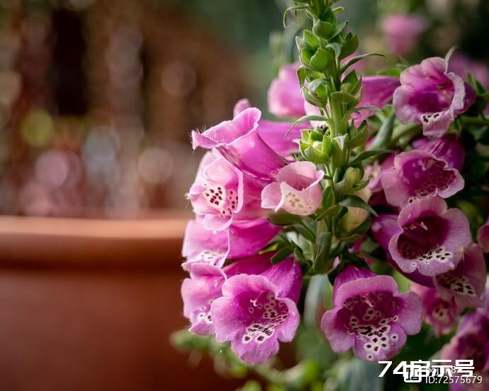 德国金钟毛地黄（花卉摄影）