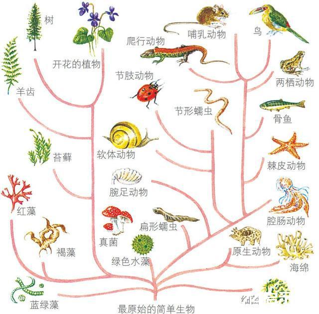 宇宙是被精心设计出来的吗？是谁设计了宇宙？