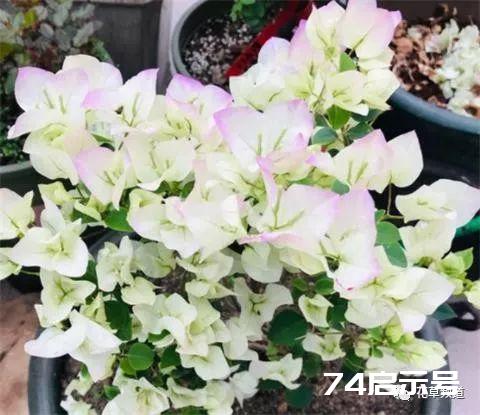 养三角梅，一年剪3次，枝繁叶茂，满盆都是花