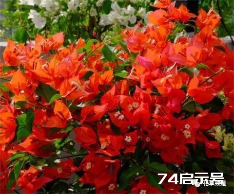 养三角梅，一年剪3次，枝繁叶茂，满盆都是花