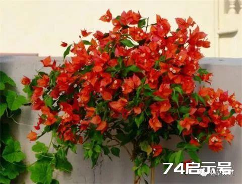 养三角梅，一年剪3次，枝繁叶茂，满盆都是花