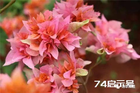 养三角梅，一年剪3次，枝繁叶茂，满盆都是花