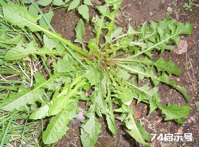 40种野菜图片大全，教你认识不同的野菜和吃法，你想要的野菜都有