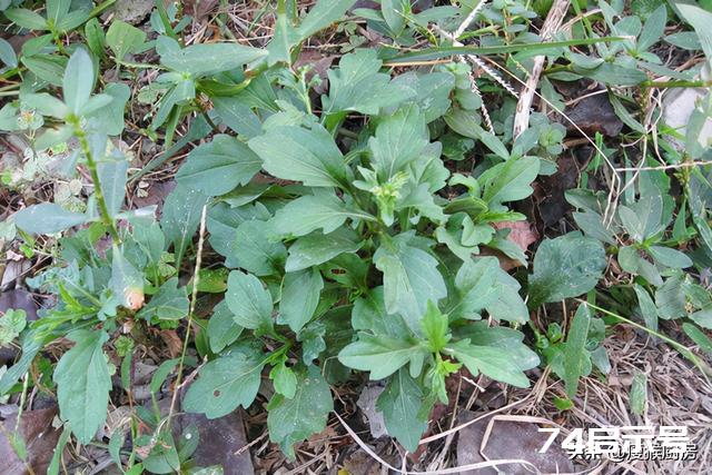 40种野菜图片大全，教你认识不同的野菜和吃法，你想要的野菜都有