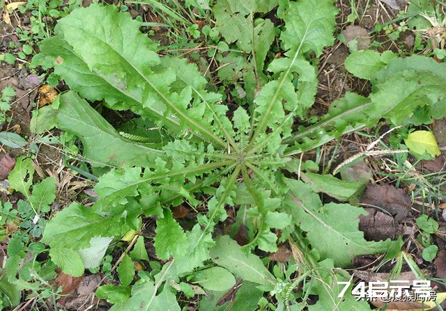 40种野菜图片大全，教你认识不同的野菜和吃法，你想要的野菜都有