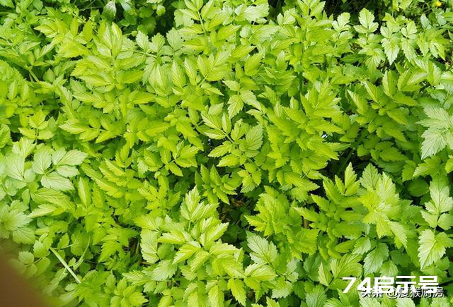 40种野菜图片大全，教你认识不同的野菜和吃法，你想要的野菜都有