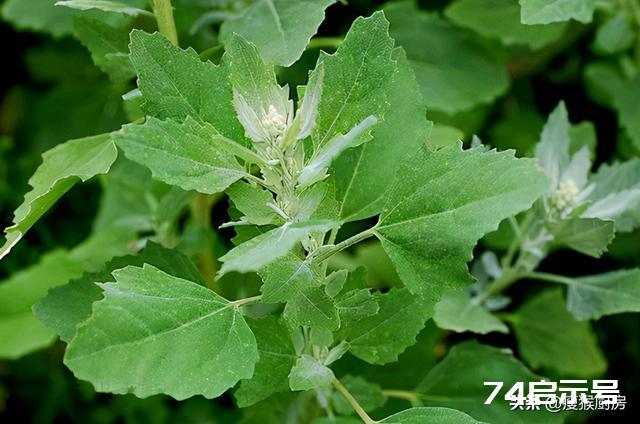 40种野菜图片大全，教你认识不同的野菜和吃法，你想要的野菜都有