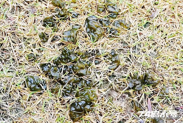 40种野菜图片大全，教你认识不同的野菜和吃法，你想要的野菜都有