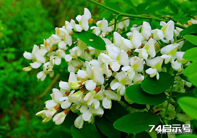 40种野菜图片大全，教你认识不同的野菜和吃法，你想要的野菜都有