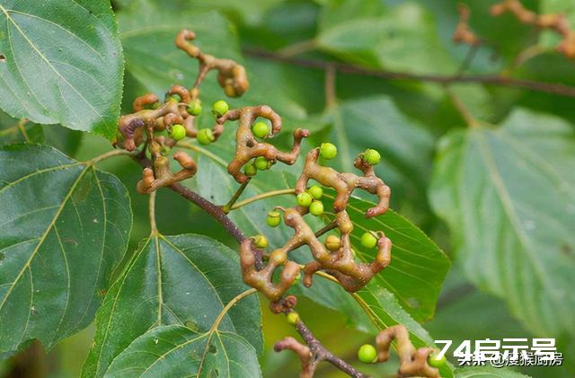 40种野菜图片大全，教你认识不同的野菜和吃法，你想要的野菜都有