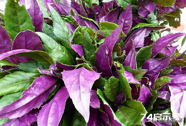 40种野菜图片大全，教你认识不同的野菜和吃法，你想要的野菜都有