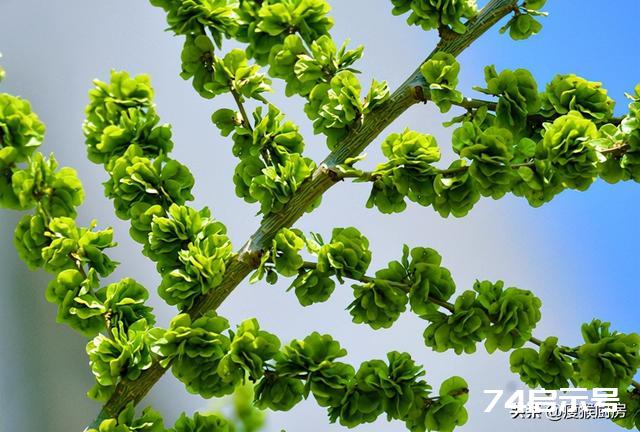 40种野菜图片大全，教你认识不同的野菜和吃法，你想要的野菜都有