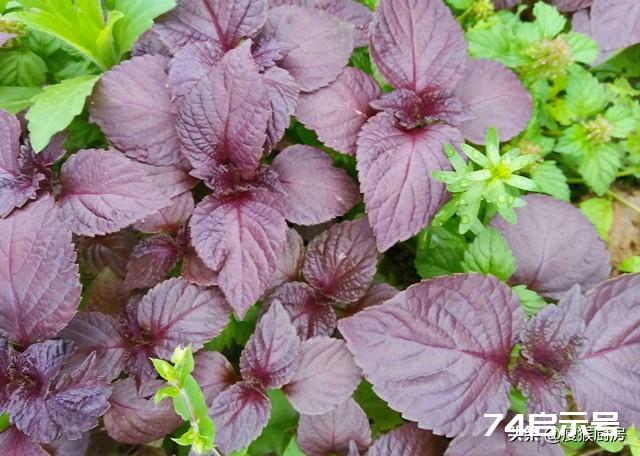 40种野菜图片大全，教你认识不同的野菜和吃法，你想要的野菜都有