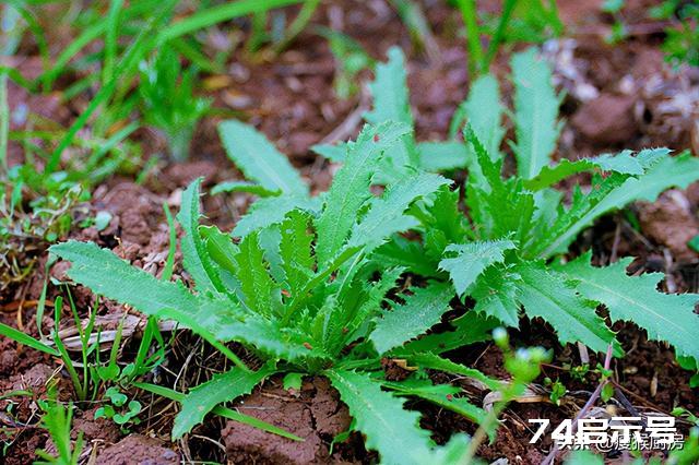 40种野菜图片大全，教你认识不同的野菜和吃法，你想要的野菜都有