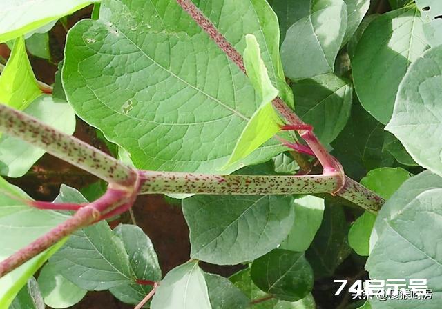 40种野菜图片大全，教你认识不同的野菜和吃法，你想要的野菜都有