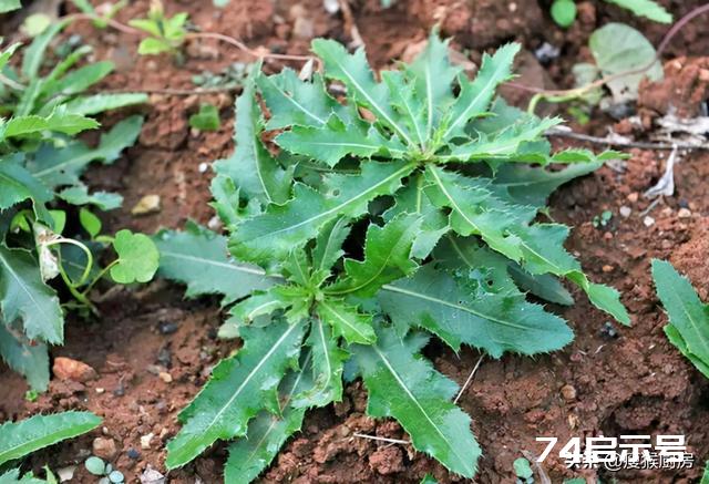 40种野菜图片大全，教你认识不同的野菜和吃法，你想要的野菜都有
