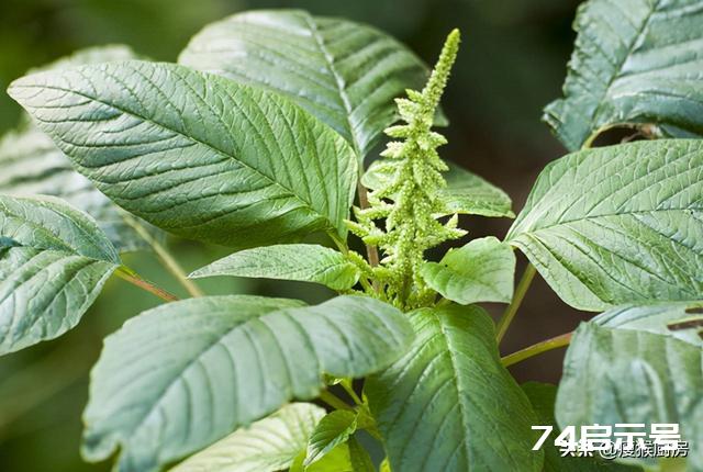 40种野菜图片大全，教你认识不同的野菜和吃法，你想要的野菜都有