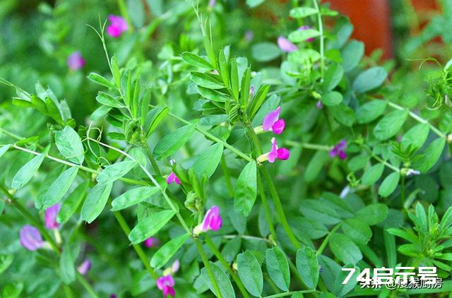 40种野菜图片大全，教你认识不同的野菜和吃法，你想要的野菜都有