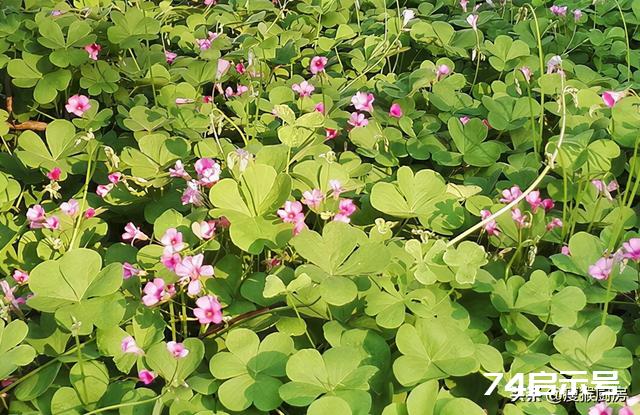 40种野菜图片大全，教你认识不同的野菜和吃法，你想要的野菜都有