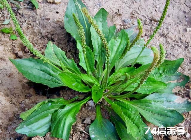 40种野菜图片大全，教你认识不同的野菜和吃法，你想要的野菜都有