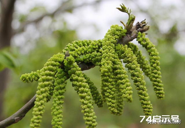 40种野菜图片大全，教你认识不同的野菜和吃法，你想要的野菜都有