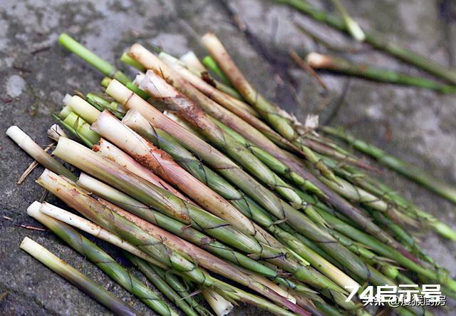 40种野菜图片大全，教你认识不同的野菜和吃法，你想要的野菜都有