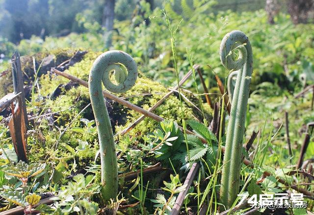40种野菜图片大全，教你认识不同的野菜和吃法，你想要的野菜都有