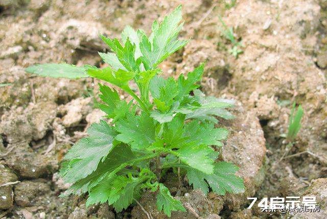 40种野菜图片大全，教你认识不同的野菜和吃法，你想要的野菜都有