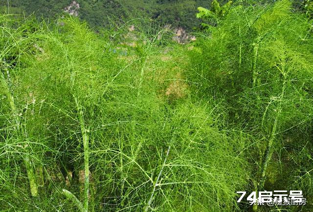 40种野菜图片大全，教你认识不同的野菜和吃法，你想要的野菜都有