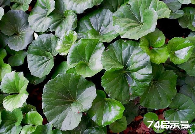 40种野菜图片大全，教你认识不同的野菜和吃法，你想要的野菜都有