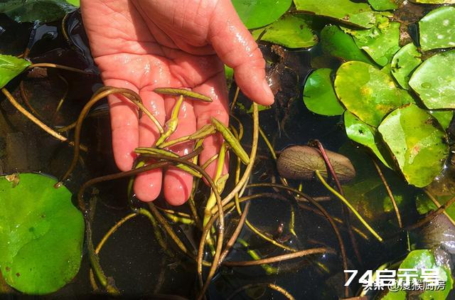 40种野菜图片大全，教你认识不同的野菜和吃法，你想要的野菜都有