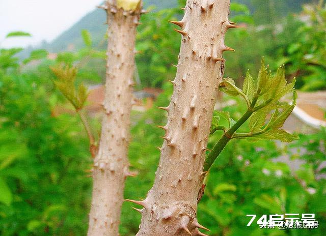 40种野菜图片大全，教你认识不同的野菜和吃法，你想要的野菜都有