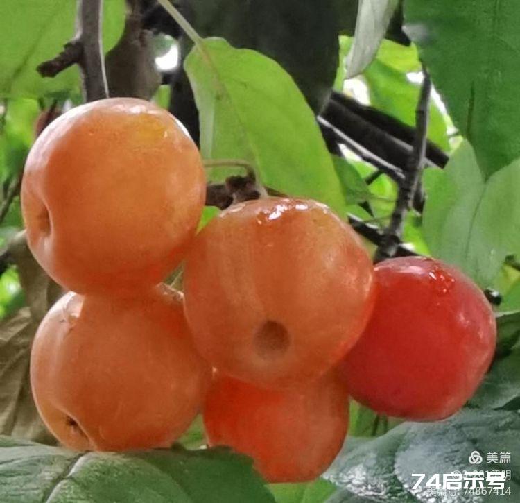 秋色浓，秋果红