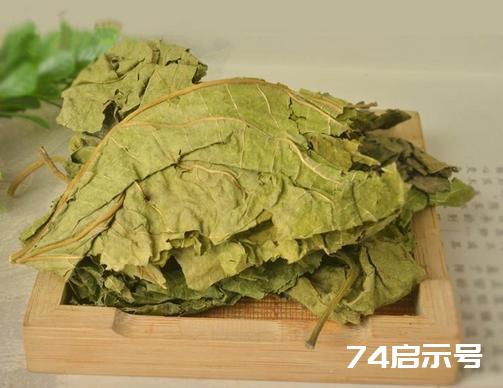 这种植物泡水，专治便秘、消脂利尿，一定要常喝