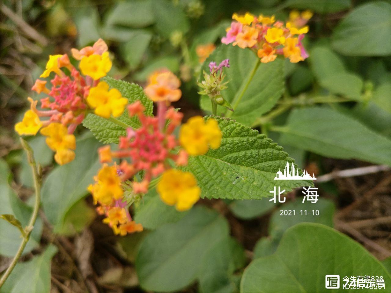 马缨丹