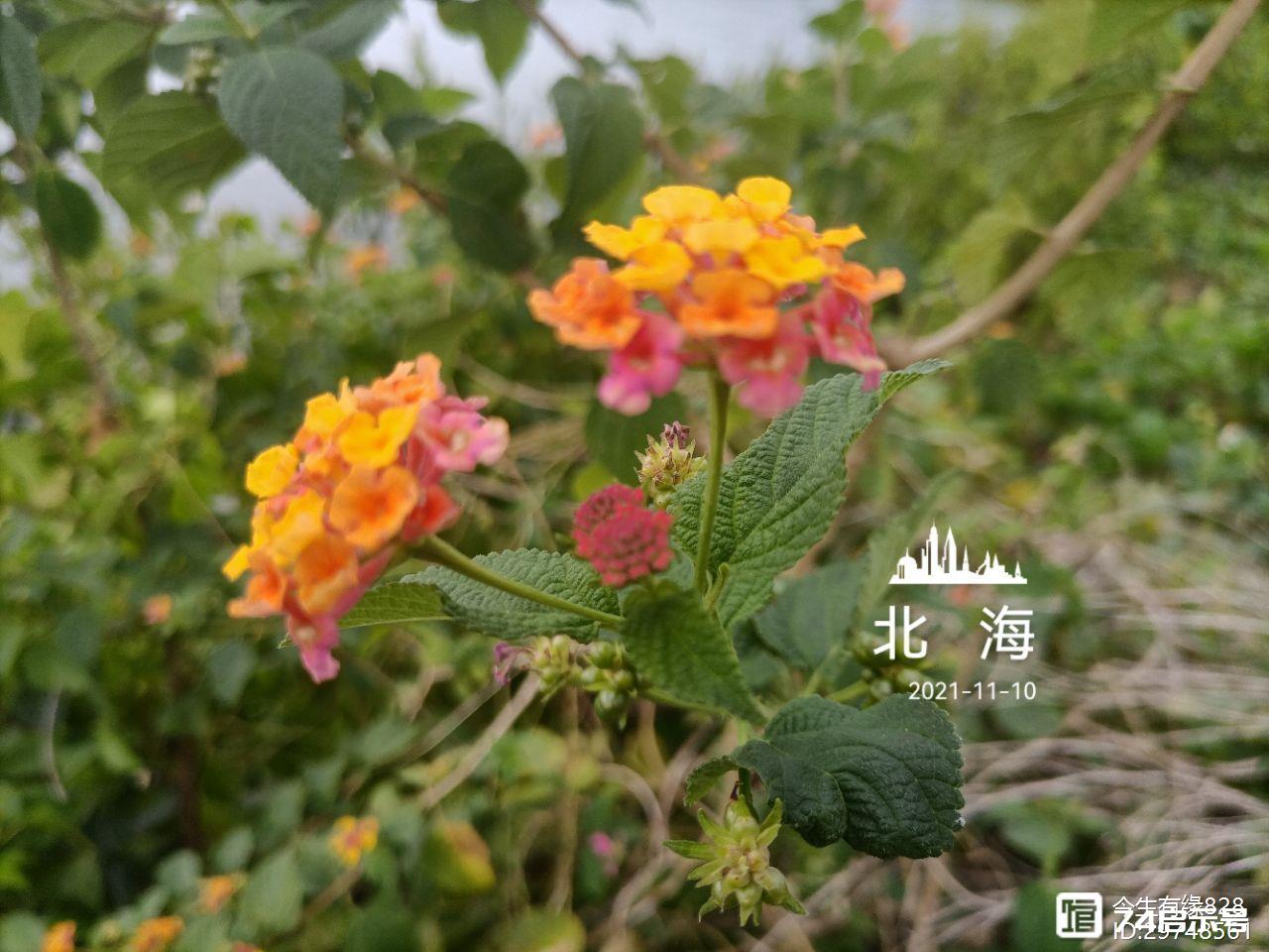 马缨丹