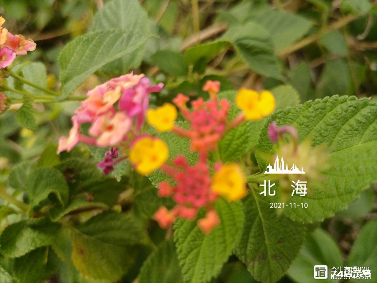 马缨丹