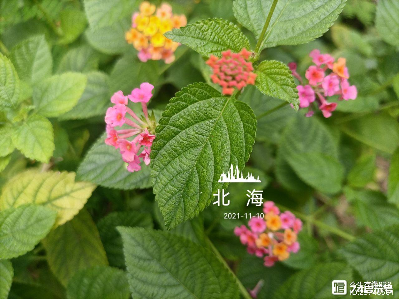 马缨丹