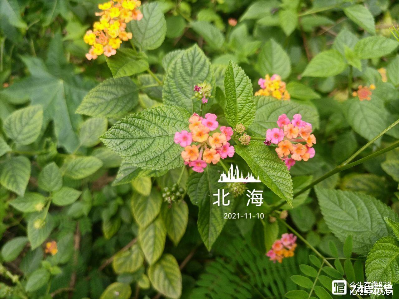 马缨丹