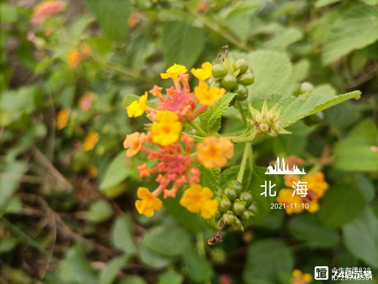 马缨丹