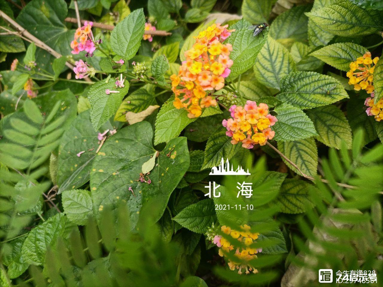 马缨丹