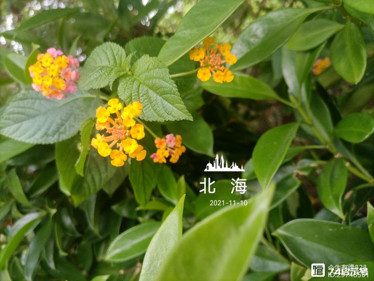马缨丹